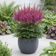 Load image into Gallery viewer, OpenPlantData Astilbe Vision
