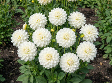 Load image into Gallery viewer, OpenPlantData Dahlia GoGo White
