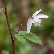 Load image into Gallery viewer, OpenPlantData Epimedium Niveum
