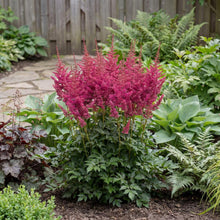 Load image into Gallery viewer, OpenPlantData Astilbe chinensis Hot Pearls
