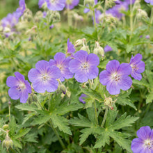 Load image into Gallery viewer, OpenPlantData Geranium Brookside
