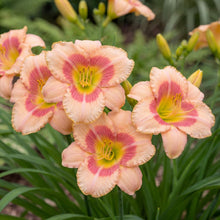 Load image into Gallery viewer, OpenPlantData Hemerocallis Strawberry Candy
