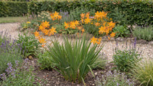 Load image into Gallery viewer, OpenPlantData Crocosmia crocosmiiflora Star of the East
