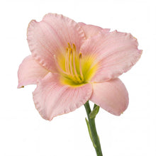 Load image into Gallery viewer, OpenPlantData Hemerocallis Catherine Woodbury
