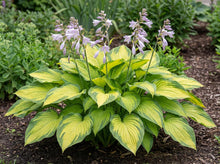 Load image into Gallery viewer, OpenPlantData Hosta Colored Hulk

