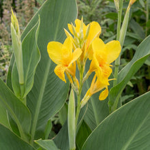 Load image into Gallery viewer, OpenPlantData Canna Richard Wallace
