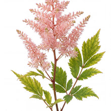 Load image into Gallery viewer, OpenPlantData Astilbe Vision Inferno
