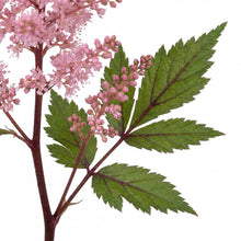 Load image into Gallery viewer, OpenPlantData Filipendula Wbprest
