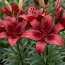 Load image into Gallery viewer, OpenPlantData Lilium Salinero
