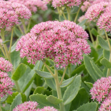 Load image into Gallery viewer, OpenPlantData Hylotelephium spectabile (Brilliant Group) Brilliant
