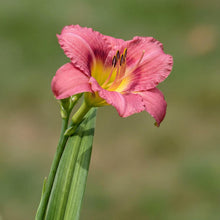 Load image into Gallery viewer, OpenPlantData Hemerocallis Summer Wine
