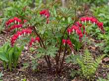 Load image into Gallery viewer, OpenPlantData Lamprocapnos Spectabilis Valentine
