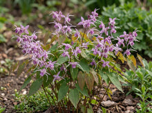 Load image into Gallery viewer, OpenPlantData Epimedium grandiflorum Lilafee
