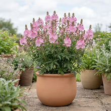 Load image into Gallery viewer, OpenPlantData Sidalcea Candy Girl
