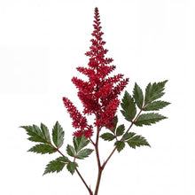 Load image into Gallery viewer, OpenPlantData Astilbe Arendsii Fanal
