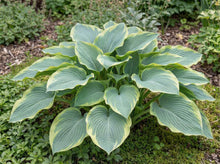 Load image into Gallery viewer, OpenPlantData Hosta Earth Angel
