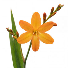 Load image into Gallery viewer, OpenPlantData Crocosmia crocosmiiflora Star of the East
