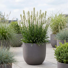 Load image into Gallery viewer, OpenPlantData Liatris Spicata Alba
