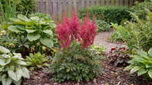 Load image into Gallery viewer, OpenPlantData Astilbe J Elisabeth Van Veen
