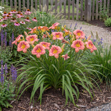 Load image into Gallery viewer, OpenPlantData Hemerocallis Rosy Returns
