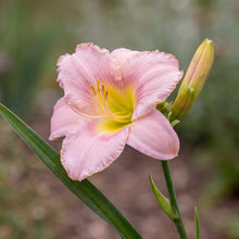 Load image into Gallery viewer, OpenPlantData Hemerocallis Catherine Woodbury
