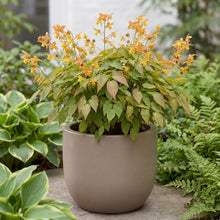 Load image into Gallery viewer, OpenPlantData Epimedium Amber Queen
