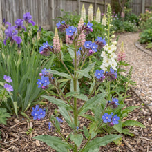 Load image into Gallery viewer, OpenPlantData Anchusa Loddon Royalist
