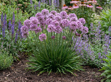 Load image into Gallery viewer, OpenPlantData Allium Millenium
