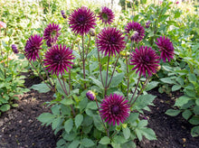 Load image into Gallery viewer, OpenPlantData Dahlia Purple Gem
