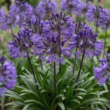 Load image into Gallery viewer, OpenPlantData Agapanthus Black Buddhist
