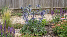 Load image into Gallery viewer, OpenPlantData Eryngium Bourgatii
