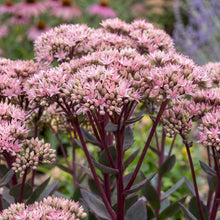 Load image into Gallery viewer, OpenPlantData Hylotelephium Matrona
