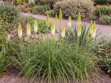 Load image into Gallery viewer, OpenPlantData Kniphofia Ice Queen
