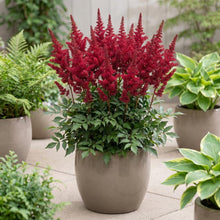 Load image into Gallery viewer, OpenPlantData Astilbe chinensis Harvandermeerrubyred
