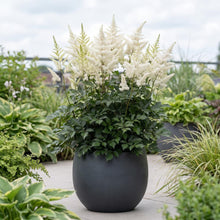 Load image into Gallery viewer, OpenPlantData Astilbe Washington
