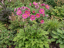 Load image into Gallery viewer, OpenPlantData Anemone Pamina
