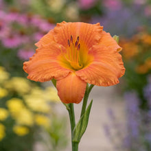 Load image into Gallery viewer, OpenPlantData Hemerocallis Mauna Loa
