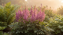 Load image into Gallery viewer, OpenPlantData Astilbe chinensis var. pumila
