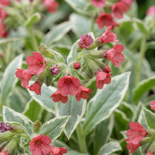 Load image into Gallery viewer, OpenPlantData Pulmonaria David Ward
