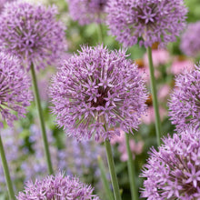 Load image into Gallery viewer, OpenPlantData Allium Summer Beauty
