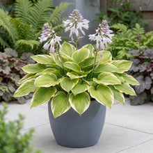Load image into Gallery viewer, OpenPlantData Hosta Fragrant Bouquet
