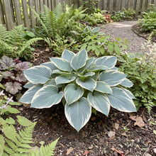 Load image into Gallery viewer, OpenPlantData Hosta Tardiana Group El Nino
