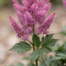 Load image into Gallery viewer, OpenPlantData Astilbe chinensis var. pumila
