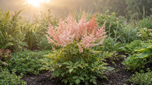 Load image into Gallery viewer, OpenPlantData Astilbe Vision Inferno
