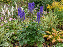 Load image into Gallery viewer, OpenPlantData Aconitum carmichaelii Arendsii
