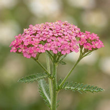 Load image into Gallery viewer, OpenPlantData Achillea Summerwine

