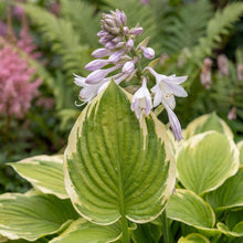Load image into Gallery viewer, OpenPlantData Hosta Fragrant Bouquet
