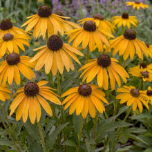 Load image into Gallery viewer, OpenPlantData Rudbeckia American Gold Rush
