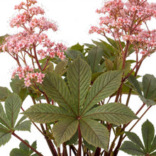 Load image into Gallery viewer, OpenPlantData Rodgersia pinnata Superba
