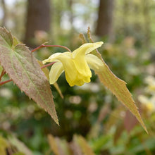 Load image into Gallery viewer, OpenPlantData Epimedium versicolor Sulphureum
